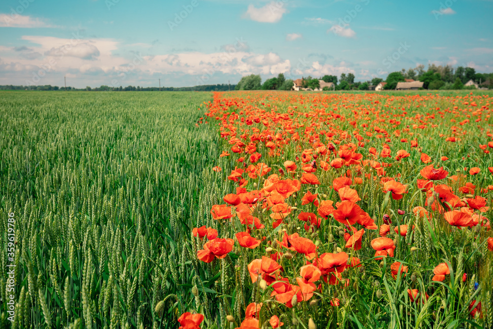 Agricultural landscape. Blooming poppies (Papaver) field and green wheat field on a sunny day Agricultural landscape. Blooming poppies (Papaver) field and green wheat field on a sunny day