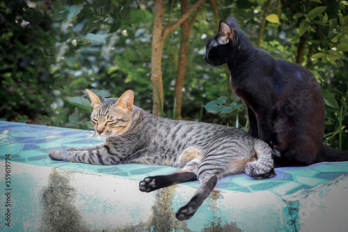 Two cats are relaxing in the garden.