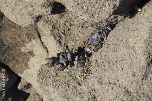 Moules sur une plage à Kaiteriteri, Nouvelle Zélande photo