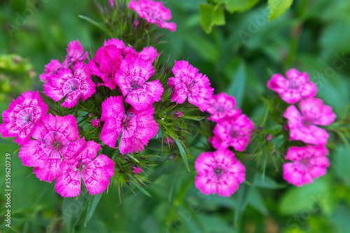 Closeup view on a beautiful pink flowers of Turkish Carnation on a garden flowerbed on green natural background at summer sunny day