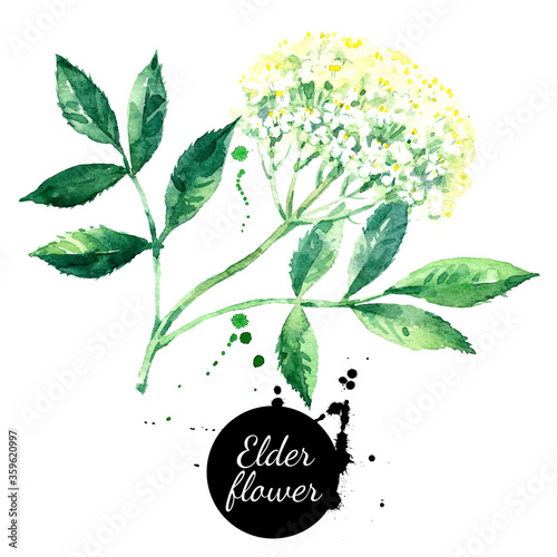 Watercolor hand drawn elder flower illustration. Vector painted sketch isolated on white background