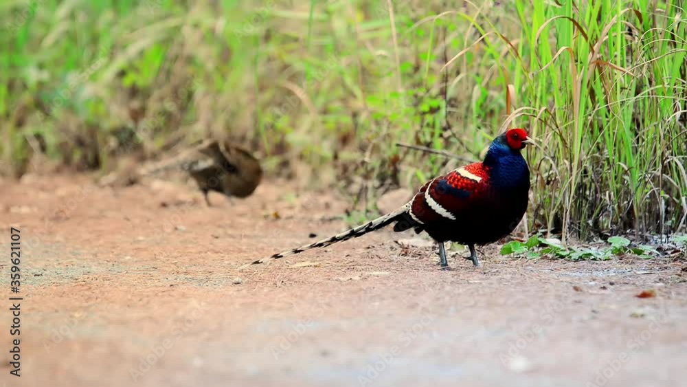 An elegant male hume pheasant,HD video.
Colorful plumage mature male pheasant looking around for food on pathway that covered with brown dried cogongrass on the mountain of thailand. An elegant male hume pheasant,HD video.
Colorful plumage mature male pheasant looking around for food on pathway that covered with brown dried cogongrass on the mountain of thailand.
