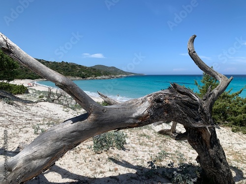 La plage de Saleccia en Corse