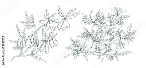 Hand drawn blossom honeysuckle in monochrome engraving style. Edible plant branch with flowers and berries vector illustration. Detailed seasonal garden woodbine isolated on white background