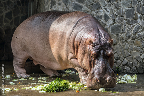 river hippopotamus