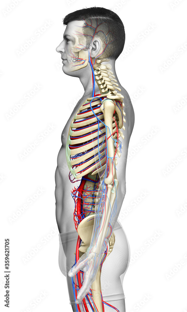 Fototapeta premium 3d rendered medically accurate illustration of the male circulatory and skeleton system
