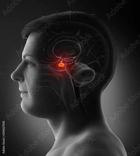 3d rendering medical illustration of a male Brain anatomy PITUITARY GLAND - cross section