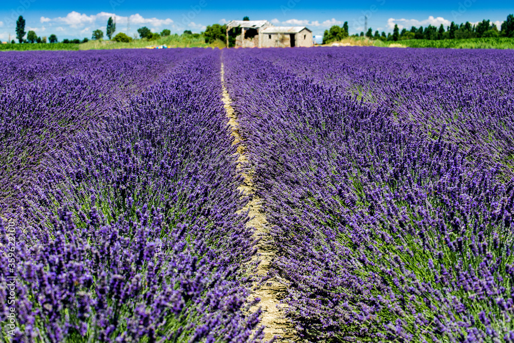 Fototapeta premium Porto Tolle, Italy: lavender field in the delta of the river Pò in Veneto
