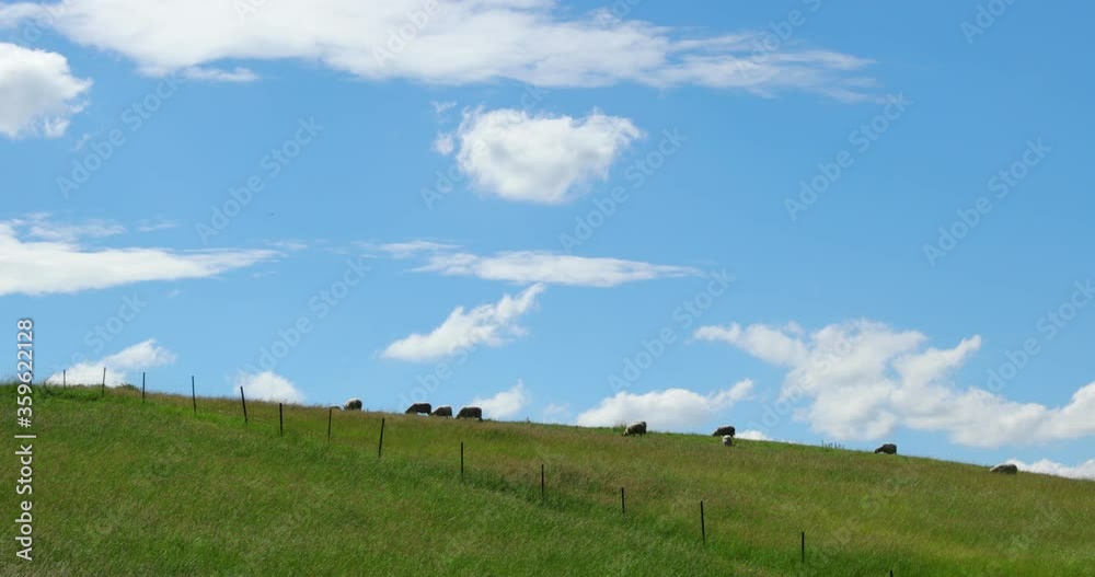 View of grazing sheep on top of a hilly landscape in a corral during a sunny day. View of grazing sheep on top of a hilly landscape in a corral during a sunny day.