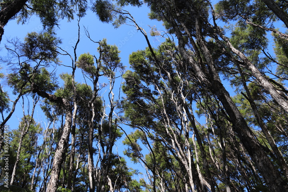 Fototapeta premium Forêt du parc Abel Tasman, Nouvelle Zélande