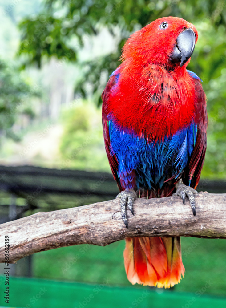 Obraz premium Portrait red blue parrot female Eclectus parrot (Eclectus roratus)