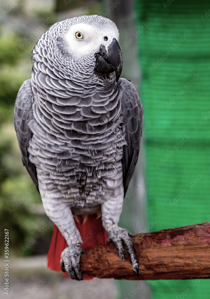 Fototapeta premium African Grey Parrot