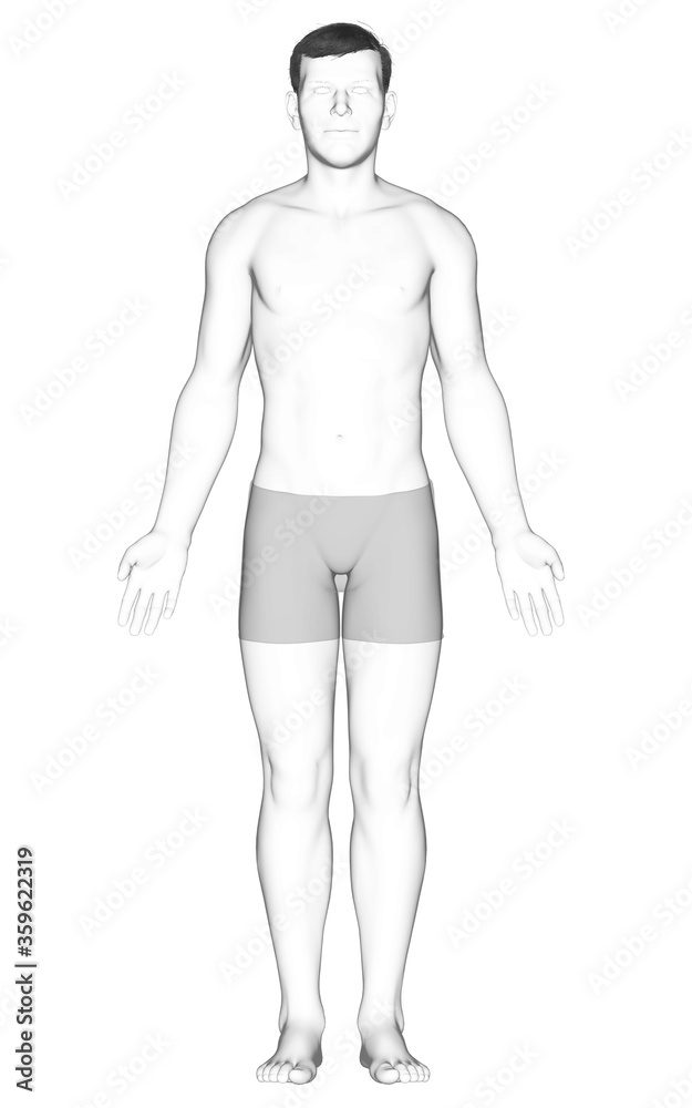 Fototapeta premium 3d rendered illustration of the male body