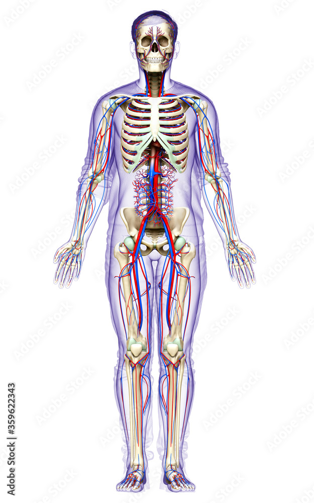 3d rendered medically accurate illustration of the male circulatory and skeleton system 3d rendered medically accurate illustration of the male circulatory and skeleton system