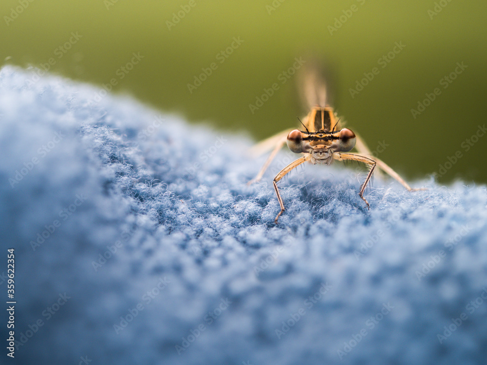 Makroaufnahme eine gelbe Libelle die auf blauen Fleece sitzt und in das Objektiv der Kamera schaut. Makroaufnahme eine gelbe Libelle die auf blauen Fleece sitzt und in das Objektiv der Kamera schaut.