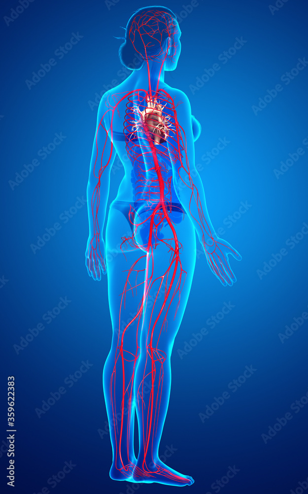 3d rendered medically accurate illustration of Female arteries 3d rendered medically accurate illustration of Female arteries