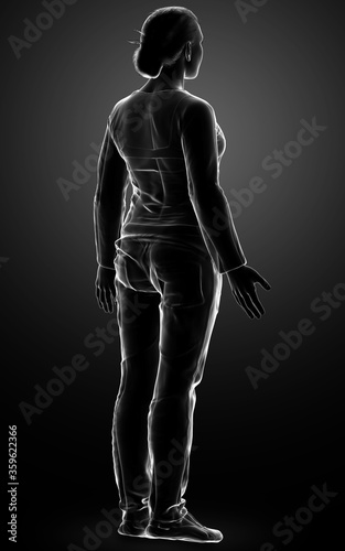 3d rendered illustration of the female body