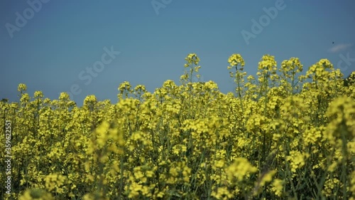 White butterfly flies across a field with rape. Yellow rape flowers