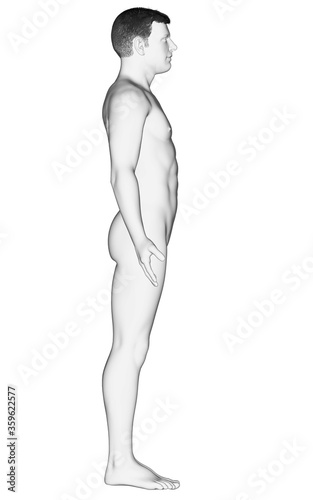 3d rendered illustration of the male body