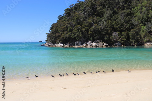 Oiseaux sur une plage du parc Abel Tasman, Nouvelle Zélande 