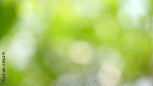 Blurred of green nature background. Bokeh of leaves tree with sunlight. Environment relax at daylight.