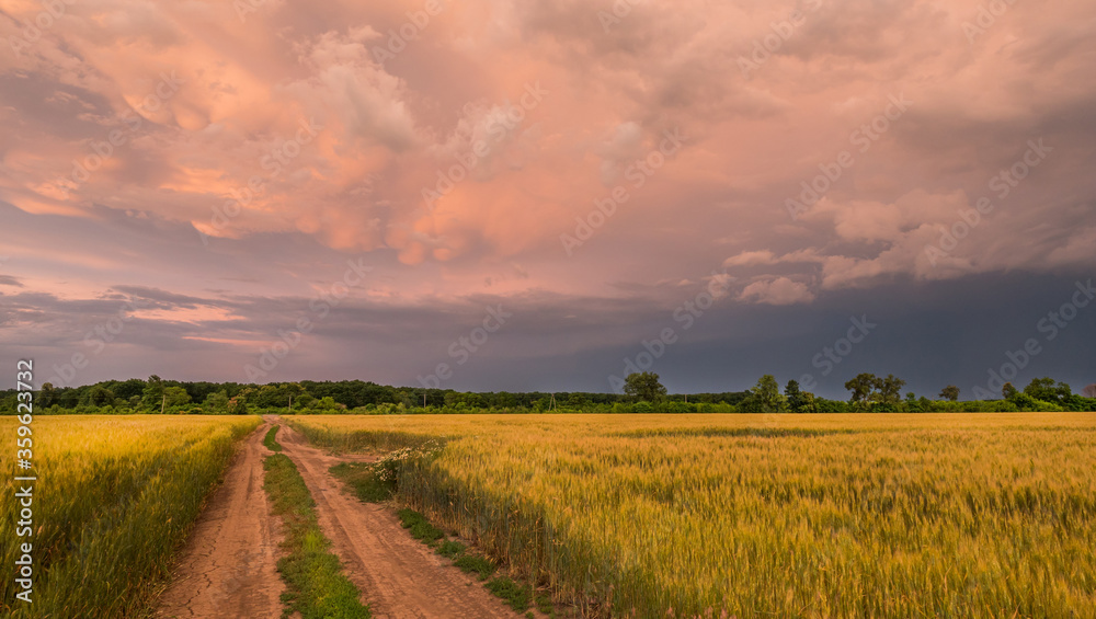 Road to the field of wheat against the background of a dramatic storm sky