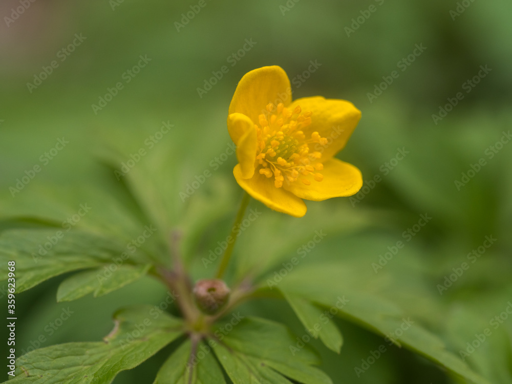 Einzelne Pflanze des gelben Windröschens (Anemone ranunculoides) mit aufgeblühter gelber Blüte und Blick auf die Staubblätter. - obrazy, fototapety, plakaty 