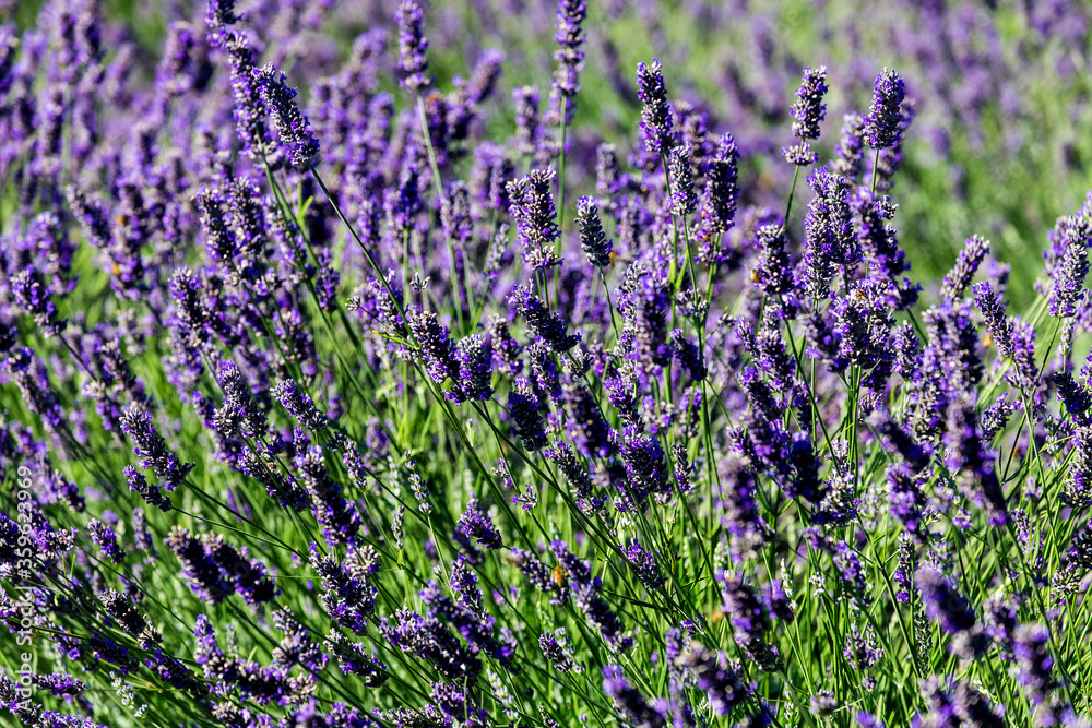 Obraz premium Porto Tolle, Italy: lavender flowers in the delta of the river Pò in Veneto