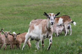 Group of goats with baby goat walking on the mountain meadow.