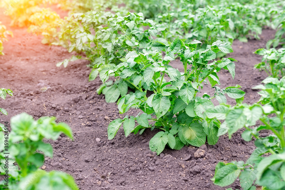 potato plant growing on the soil.Potato bush in the garden.Healthy young potato plant in organic farm potato plant growing on the soil.Potato bush in the garden.Healthy young potato plant in organic farm