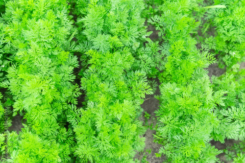 Carrot plant growing in earth, organic farming, rows in the field, closeup