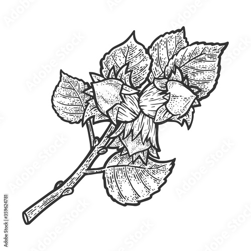 Hazel with nuts sketch engraving vector illustration. T-shirt apparel print design. Scratch board imitation. Black and white hand drawn image.