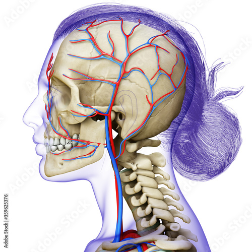 3d rendered medically accurate illustration of the female head circulatory and skeleton system