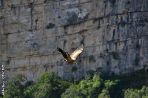 Vultures in the sky