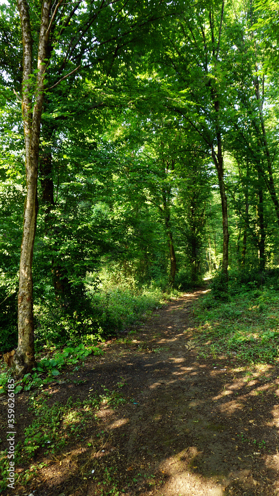 Pathway in forest, Green jungle background Pathway in forest, Green jungle background