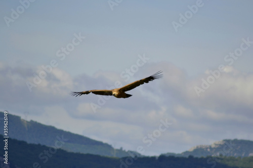 Vulture on flight