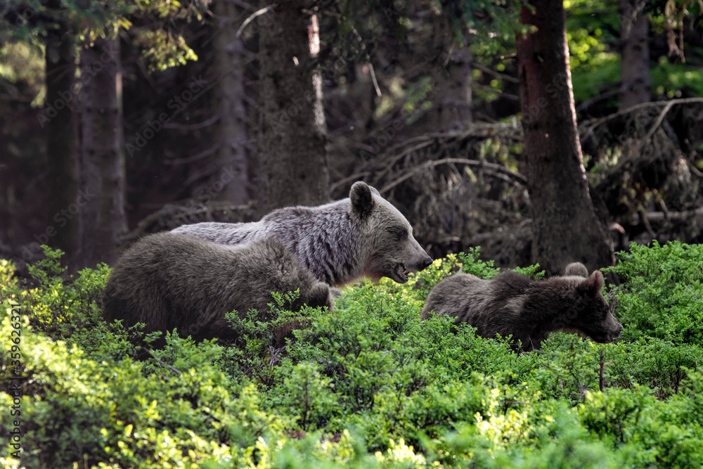 A brown bear (Ursus arctos) protecting its cubs in a dark forest. A family of bears collects blueberries A brown bear (Ursus arctos) protecting its cubs in a dark forest. A family of bears collects blueberries