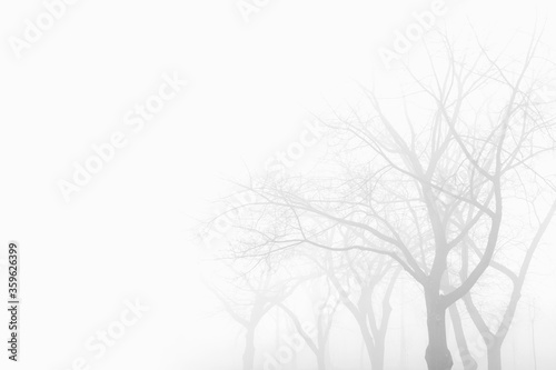Trees in the foggy winter day