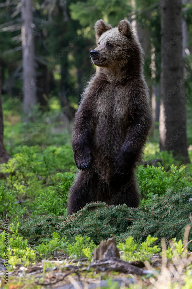 Young Bear stood up on its hind legs. Cub of Brown bear (Ursus Arctos Arctos) in the summer forest. Natural old forest Background with sunrise Young Bear stood up on its hind legs. Cub of Brown bear (Ursus Arctos Arctos) in the summer forest. Natural old forest Background with sunrise