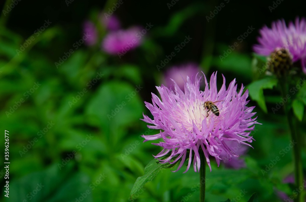 Summer purple flower with bee on a green background Summer purple flower with bee on a green background