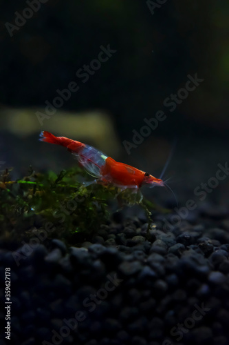 Red rili shrimp close up at the bottom of an aquarium looking for food on a moss