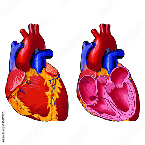human heart anatomy