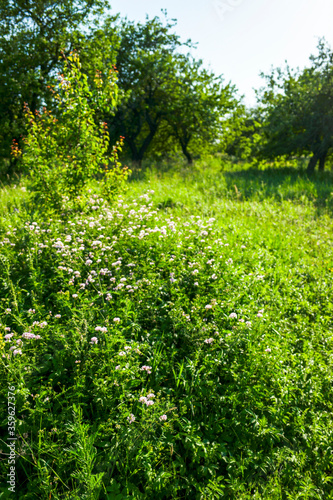 landscape with green trees on a summer day