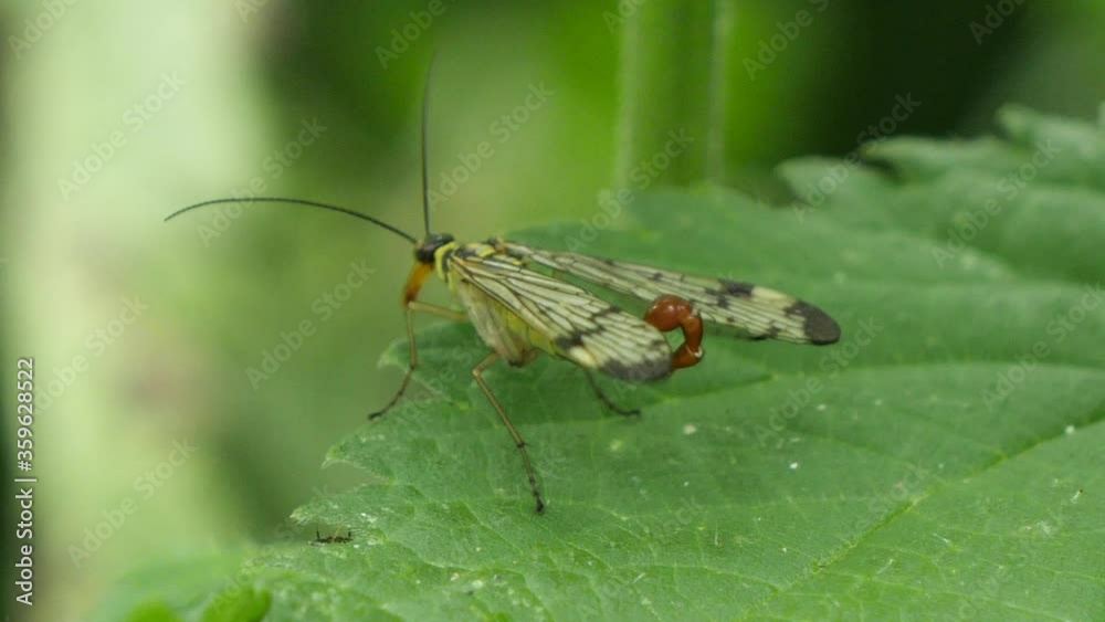 Macro view of wild scorpionfly on green leaf preparing for flight during beautiful spring day Macro view of wild scorpionfly on green leaf preparing for flight during beautiful spring day