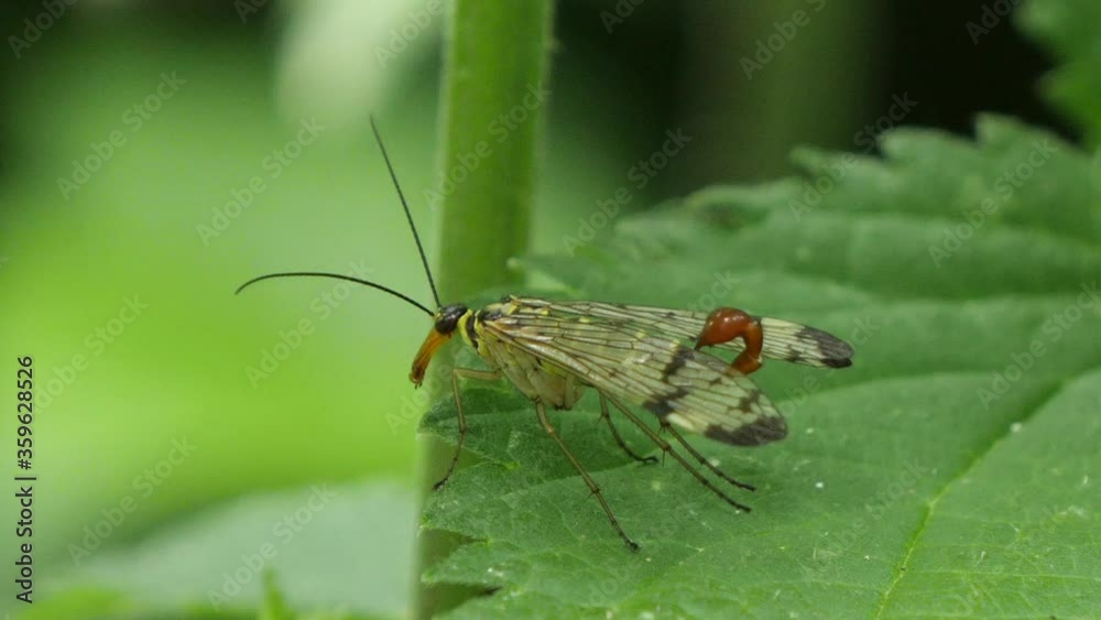 Macro shot of european scorpionfly resting on green plant in forest,static Macro shot of european scorpionfly resting on green plant in forest,static