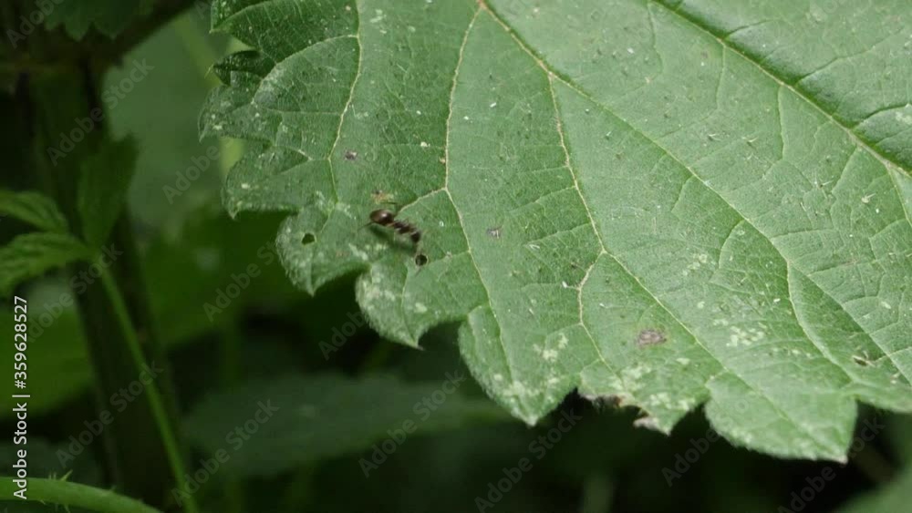 Close up shot of flying scorpionfly and ant on green leaf in nature,real time Close up shot of flying scorpionfly and ant on green leaf in nature,real time