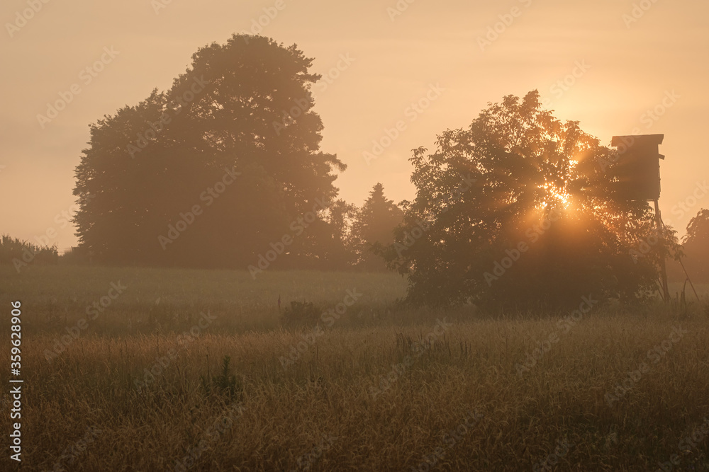 Fototapeta premium Morning sun landscape scenery with trees and field