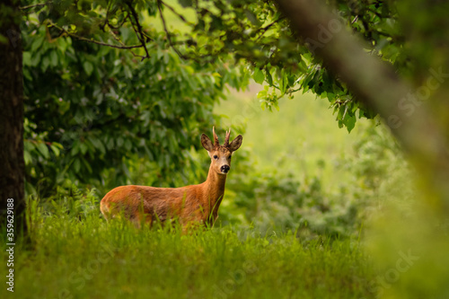Roebuck on a green meadow photo