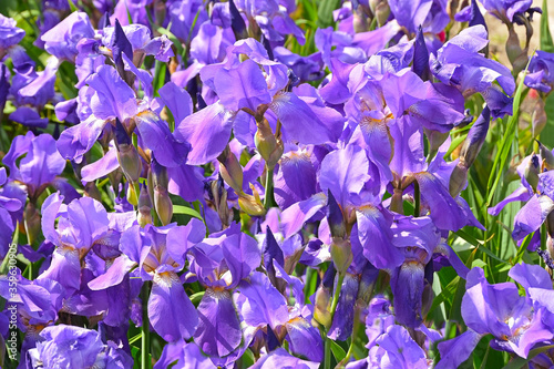 Beautiful blue irises in a Park in Moscow