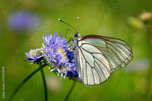 Hawthorn butterfly on a blue flower